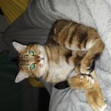 Photo de chat perdu à La Chapelle St Mesmin