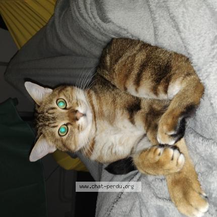 Photo 1/1 Fripouille Chat perdu à La chapelle st mesmin