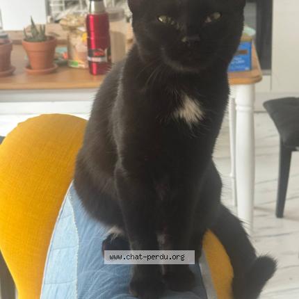 Photo 1/1 Chat retrouvé Trouvé à Nice