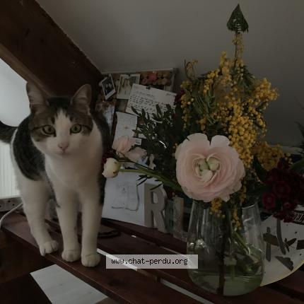 Photo 1/1 Orenda Chat perdu à Besancon