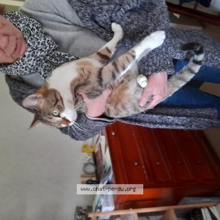 Photo 1/1 Chat trouvé Trouvé à Thonon