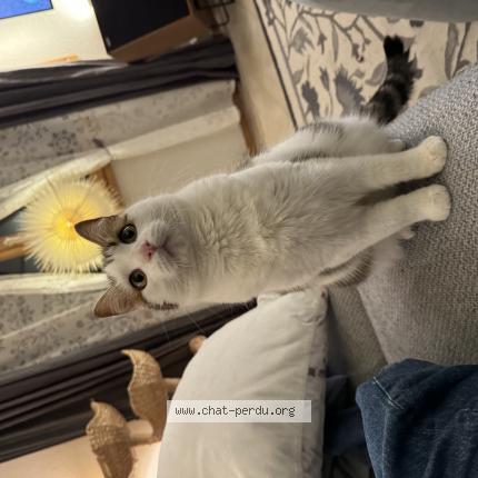 Photo 1/1 Lola Chat perdu à Chavannes les forts