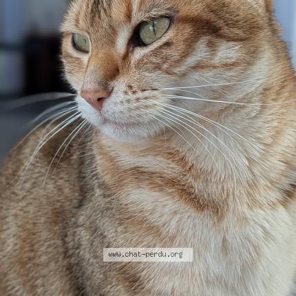Photo 1/1 Rosie Chat perdu à Cournon d auvergne