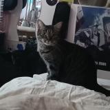 Photo de chat perdu à Marly