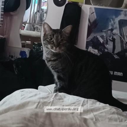 Photo 1/1 Cléo Chat perdu à Marly