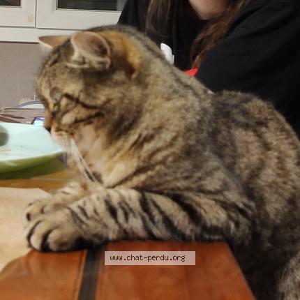 Photo 1/1 Bloom Chat perdu à Crevic