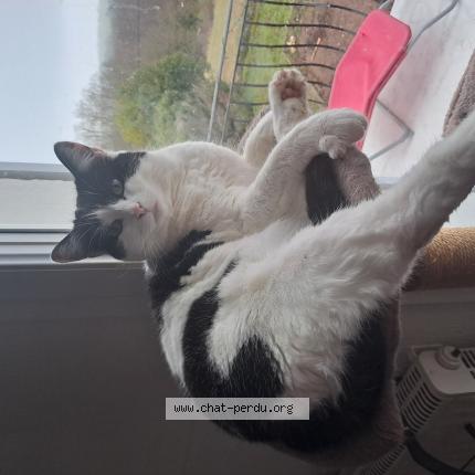 Photo 1/1 Chat retrouvé Perdu à Neuvy sur loire