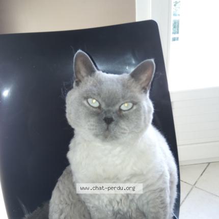 Photo 1/1 G&eacute;o Chat perdu à Givors