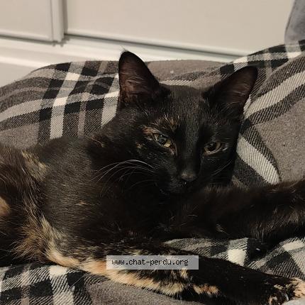 Photo 1/1 Thymie Chat perdu à Castelsarrasin