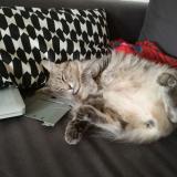 Photo de chat perdu à Baud