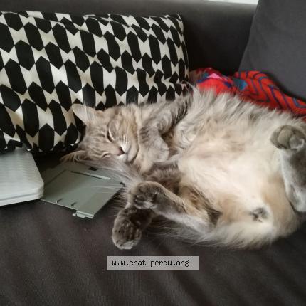 Photo 1/1 Jazzy Chat perdu à Baud