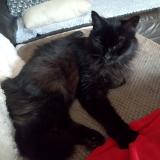 Photo de chat perdu à Pommiers