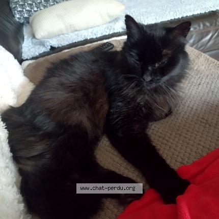 Photo 1/1 Sushi Chat perdu à Pommiers