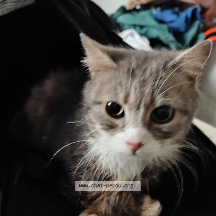 Photo 1/1 Chat trouvé Trouvé à La croixille