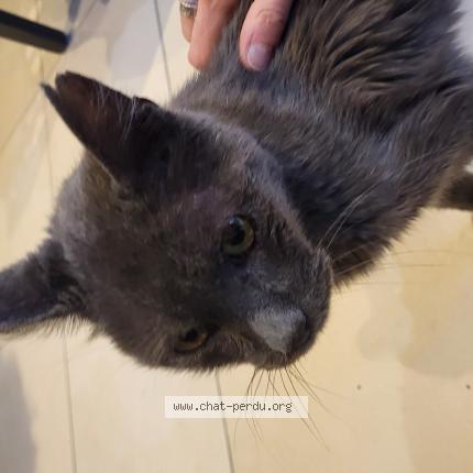 Photo de chat trouvé à Castelginest