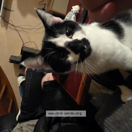 Photo 1/1 Quartz Chat perdu à Saulnieres