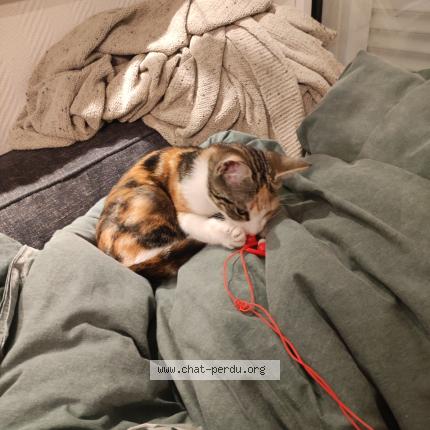 Photo 1/1 Chat trouvé Trouvé à Marseille