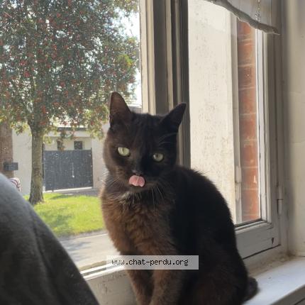 Photo 1/1 Chat retrouvé Perdu à Wiencourt l equipee