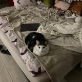 Photo de chat perdu à Montreuil