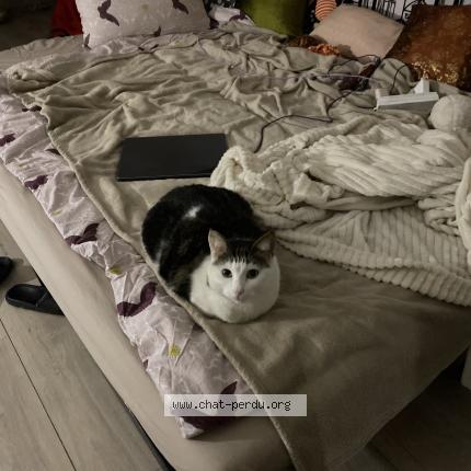 Photo 1/1 Ito Chat perdu à Montreuil