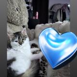 Photo de chat perdu à Viry Chatillon