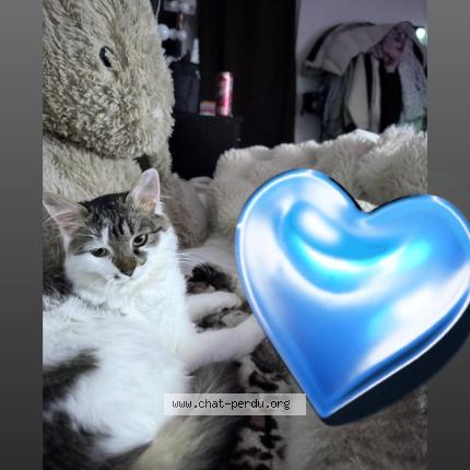 Photo 1/1 Dasha Chat perdu à Viry chatillon