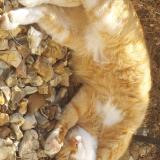 Photo de chat perdu à Longpont Sur Orge