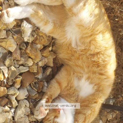 Photo 1/1 Rajah Chat perdu à Longpont Sur Orge