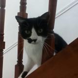 Photo de chat perdu à Rouen