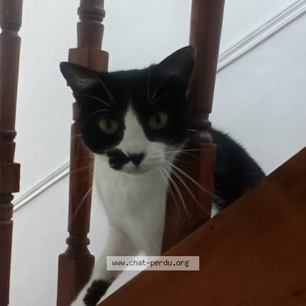 Photo 1/1 Chat retrouvé Perdu à Rouen