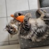 Photo de chat perdu à Varrains