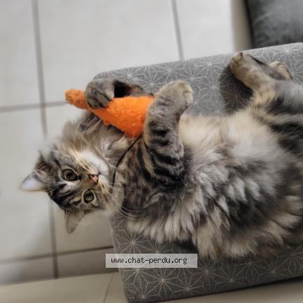 Photo 1/1 Azur Chat perdu à Varrains