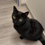 Photo de chat perdu à Les Fourgs