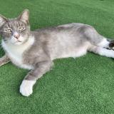 Photo de chat perdu à Saint Pierre