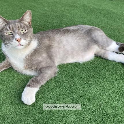 Photo 1/1 Pompon Chat perdu à Saint pierre