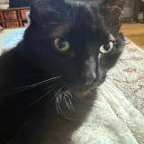 Photo de chat perdu à Creteil