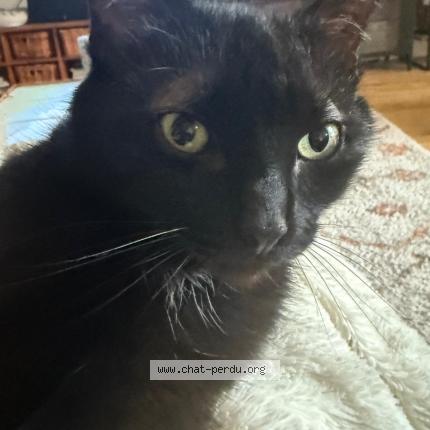 Photo 1/1 Okland Chat perdu à Creteil