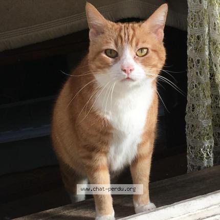 Photo 1/1 Google Chat perdu à Margny les compiegne