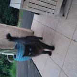 Photo de chat trouvé à Cambon D Albi