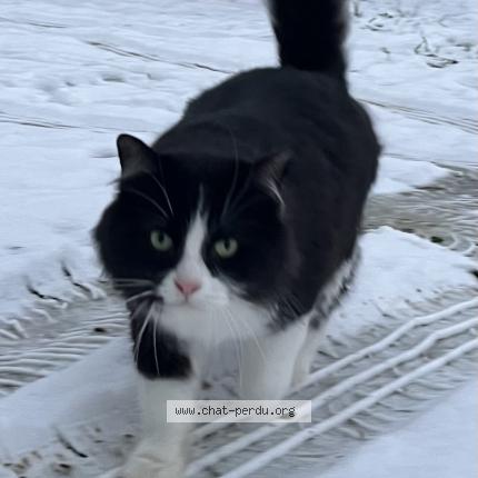 Photo 1/1 Plume Chat perdu à Louroux de beaune