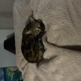 Photo de chat perdu à Vaugneray