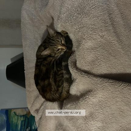 Photo 1/1 Lili Chat perdu à Vaugneray