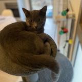 Photo de chat perdu à Fargues