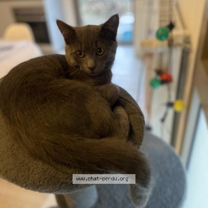 Photo 1/1 Tamy Chat perdu à Fargues