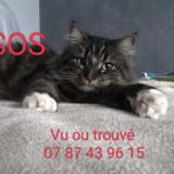 Photo de chat perdu à Villereversure