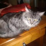 Photo de chat perdu à Bossay Sur Claise