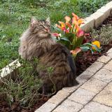 Photo de chat perdu à Saint Pierre Du Perray