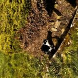 Photo de chat perdu à Grosrouvre