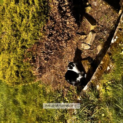 Photo 1/1 Smoky Chat perdu à Grosrouvre