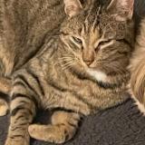 Photo de chat perdu à Pessat Villeneuve